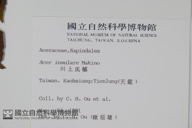 大屯尖葉槭, 川上氏槭藏品圖，第2張