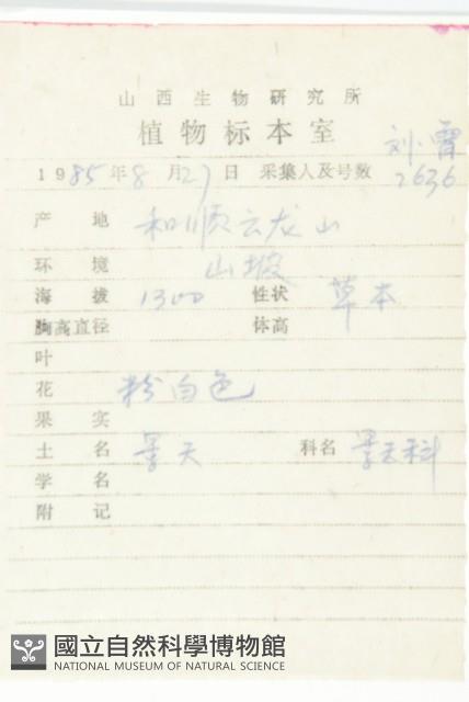 瓦松藏品圖，第2張