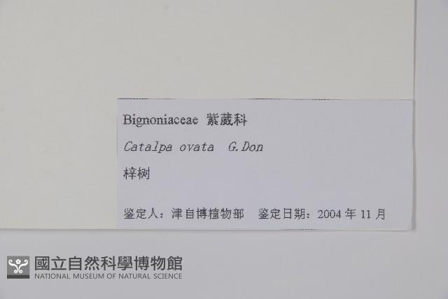 梓樹藏品圖，第2張