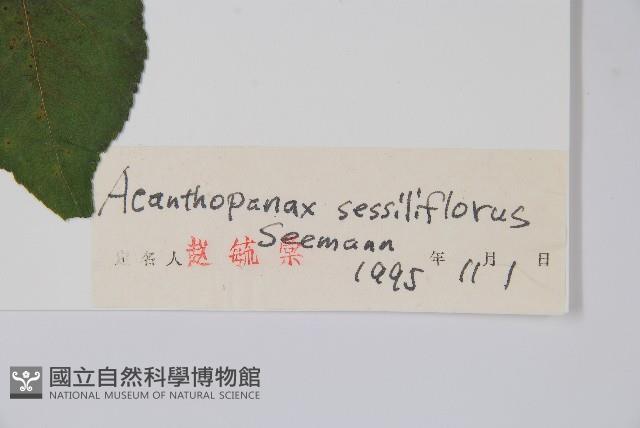 短梗五加藏品圖，第2張