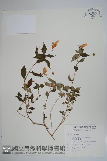 紫花鳳仙花藏品圖，第1張