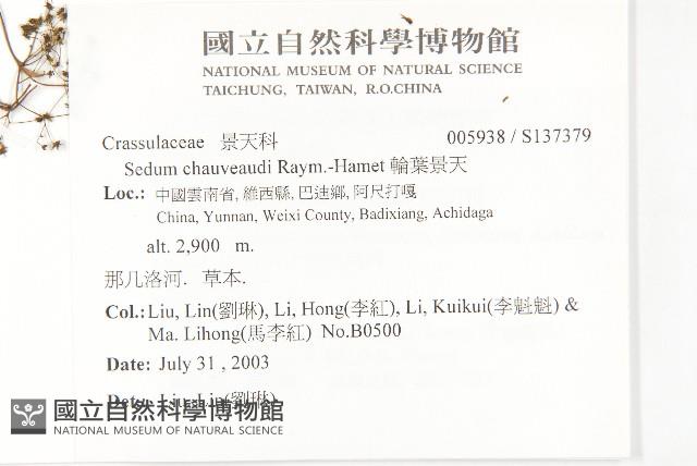 輪葉景天藏品圖，第2張