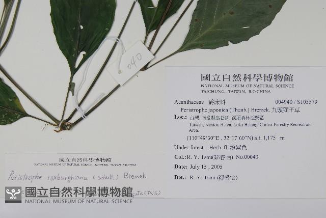 長花九頭獅子草、山藍藏品圖，第2張