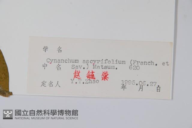 潮風草藏品圖，第2張