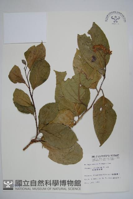 Naves ehretia, Formosa Ehretia Collection Image, Figure 1, Total 2 Figures