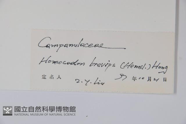 同鐘花藏品圖，第2張