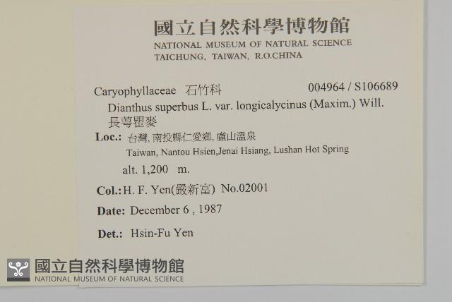 長萼瞿麥藏品圖，第2張