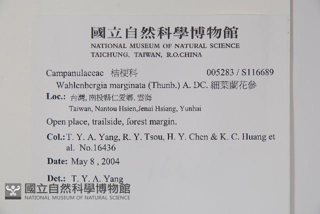 細葉蘭花參藏品圖，第2張