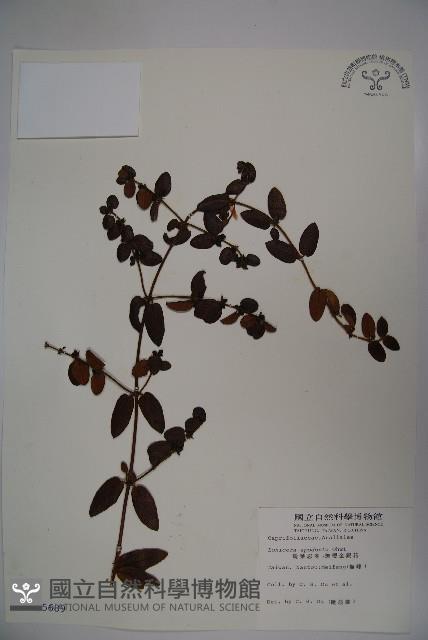 無梗忍冬藏品圖，第1張