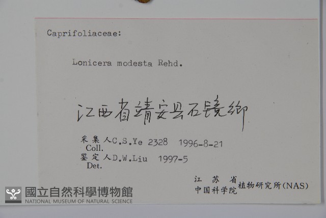 下江忍冬藏品圖，第2張
