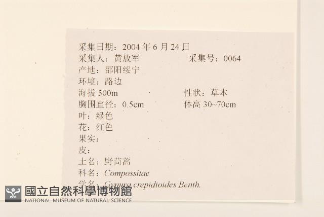 野茼蒿藏品圖，第2張