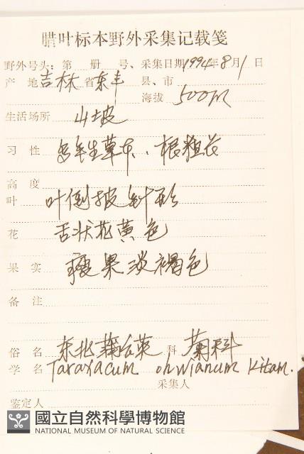 東北蒲公英藏品圖，第2張