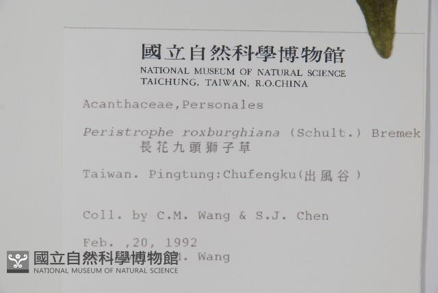 長花九頭獅子草、山藍藏品圖，第2張