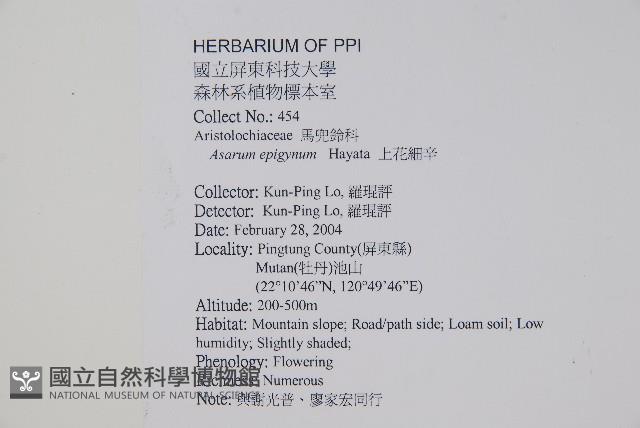 上花細辛藏品圖，第2張