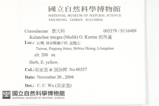 倒吊蓮藏品圖，第2張