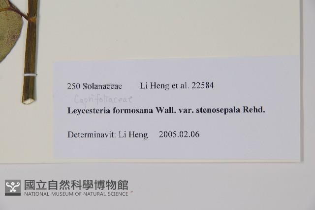 狹萼鬼吹簫藏品圖，第2張