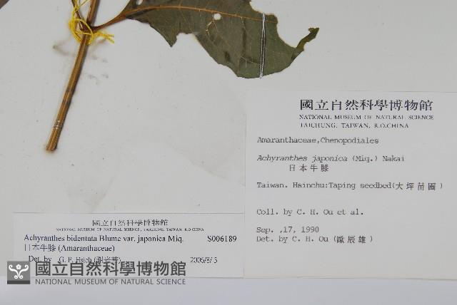 日本牛膝藏品圖，第2張