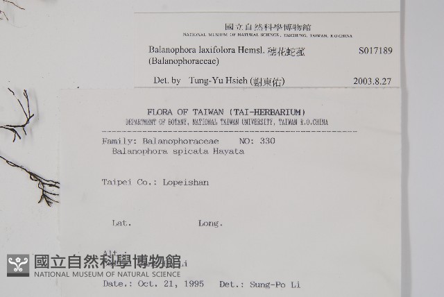 穗花蛇菰藏品圖，第2張