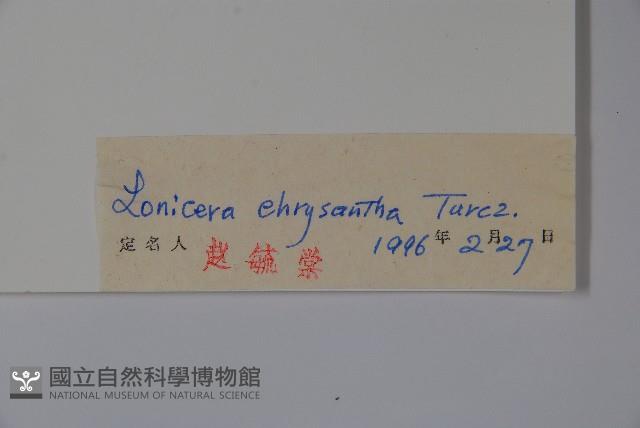 金花忍冬藏品圖，第2張