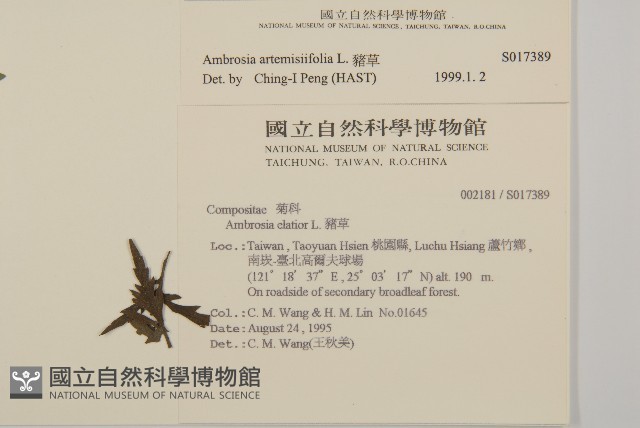 豬草、瘤果菊藏品圖，第2張