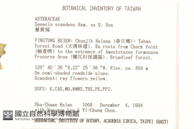 蔓黃菀藏品圖，第2張