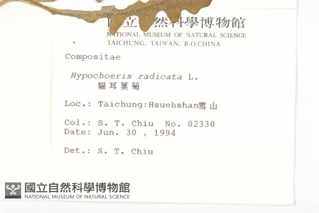 貓兒菊藏品圖，第2張