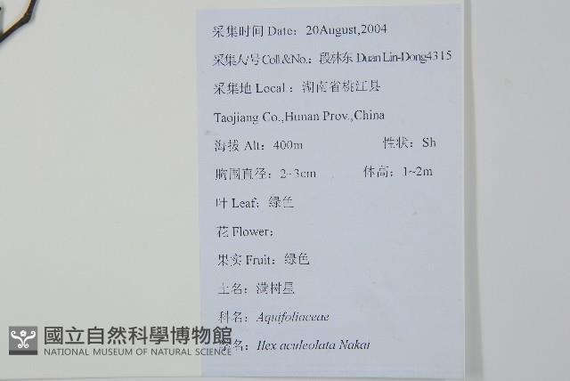 鼠李冬青、滿樹星藏品圖，第2張