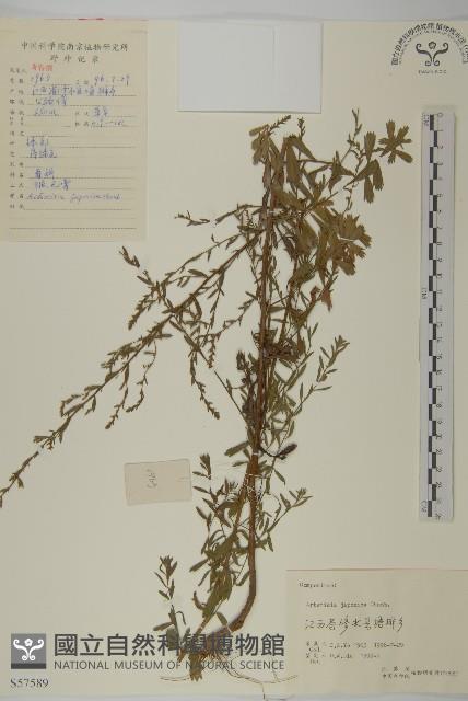 牡蒿藏品圖，第1張