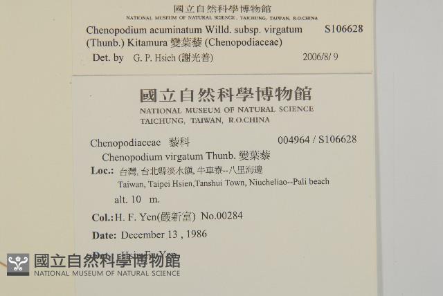 變葉藜藏品圖，第2張