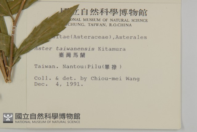 臺灣馬蘭藏品圖，第2張