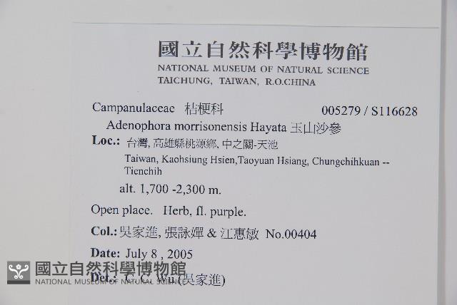 輪葉沙參藏品圖，第2張