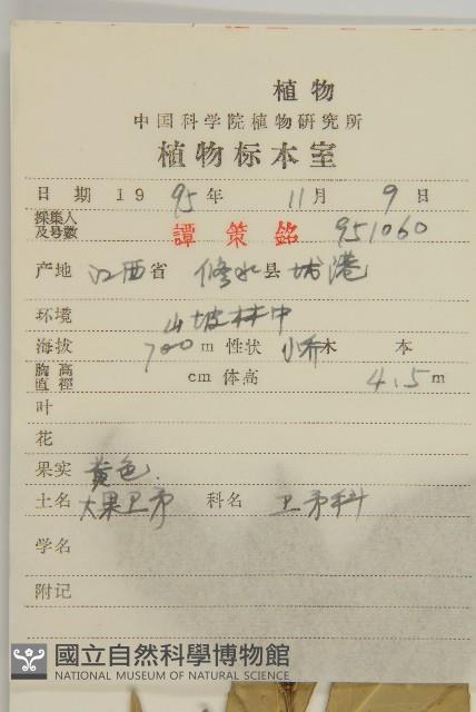 大果衛矛藏品圖，第2張