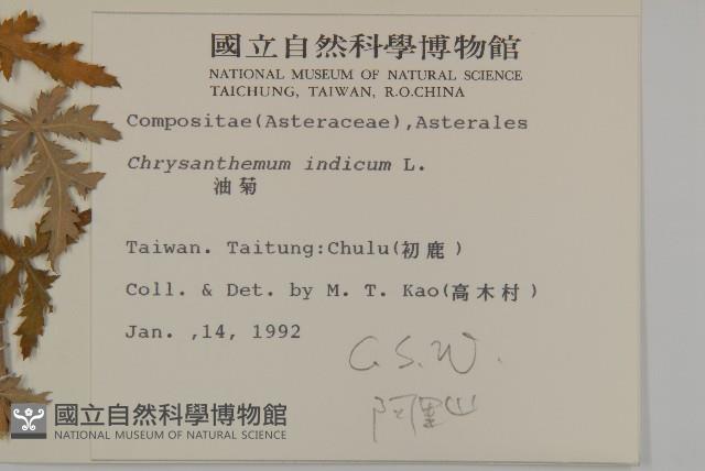 油菊藏品圖，第2張