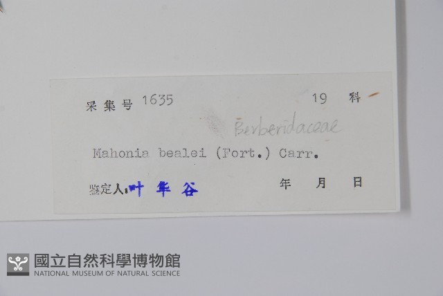 闊葉十大功勞藏品圖，第2張