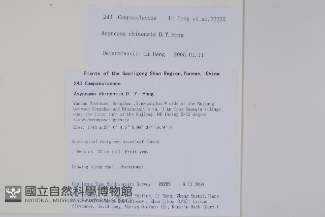 球果牧草根藏品圖，第2張