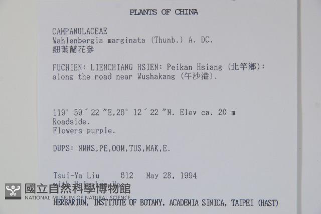 細葉蘭花參藏品圖，第2張