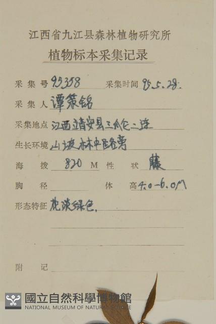 永瓣藤藏品圖，第2張