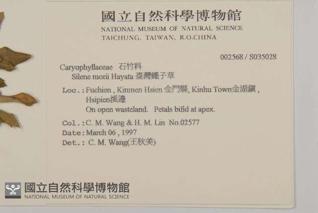 臺灣蠅子草藏品圖，第2張