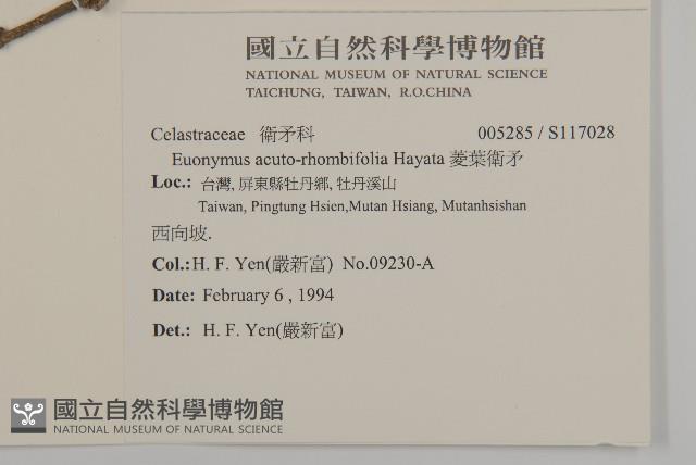 菱葉衛矛藏品圖，第2張