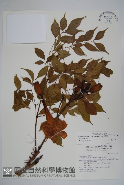 山菜豆藏品圖，第4張