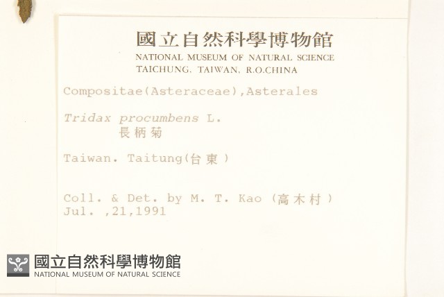 長柄菊藏品圖，第2張