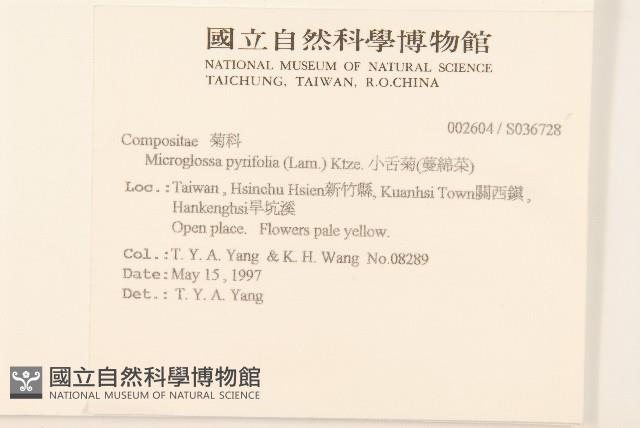 小舌菊、蔓綿菜藏品圖，第2張