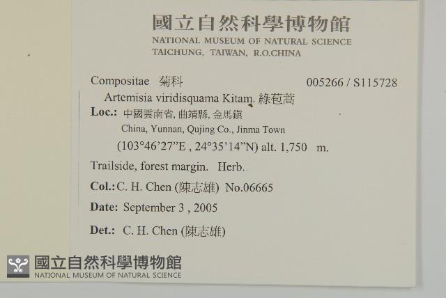 綠苞蒿藏品圖，第2張