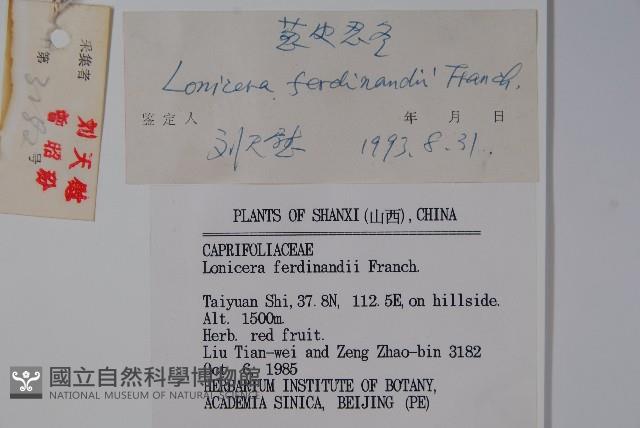 蔥皮忍冬藏品圖，第2張