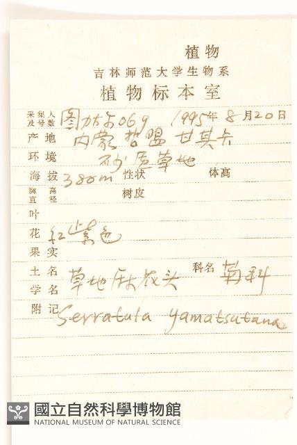 草地麻花頭藏品圖，第2張