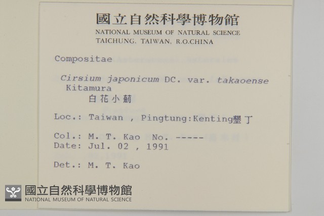 雞鵤刺、鵝鑾鼻小薊藏品圖，第2張