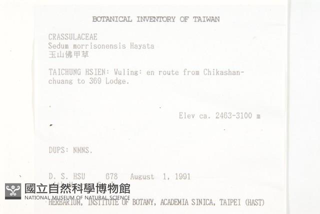 玉山佛甲草藏品圖，第2張