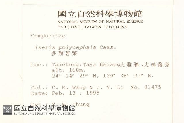 多頭苦菜、野剪刀股藏品圖，第2張