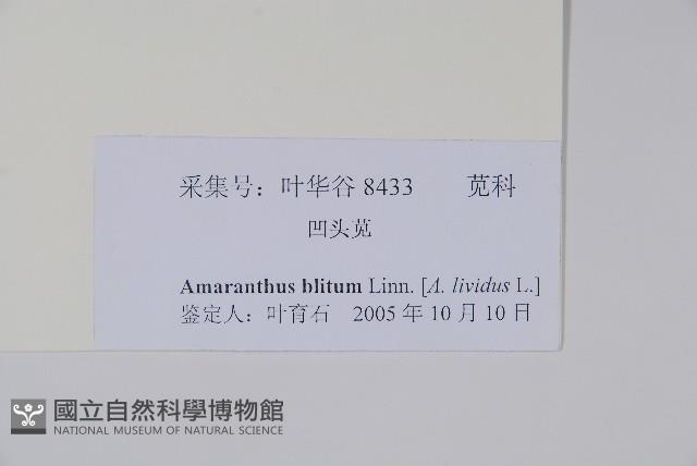 凹葉野莧菜藏品圖，第2張