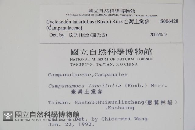 台灣土黨參藏品圖，第2張